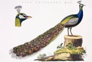 Peafowl