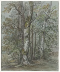 Tree Study