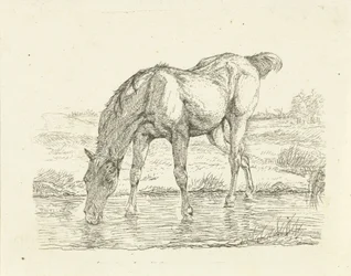 Drinking Horse
