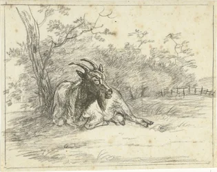 Lying Goat