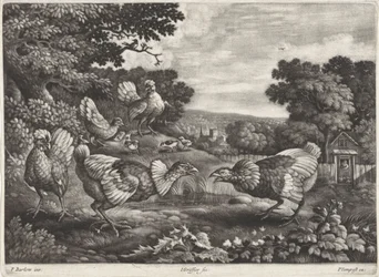 Fighting Chickens