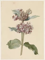 Blooming Asclepias Species