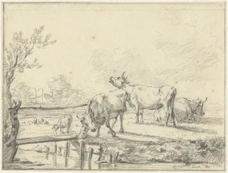 Cows in a Meadow