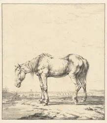 Old Horse Standing by Water