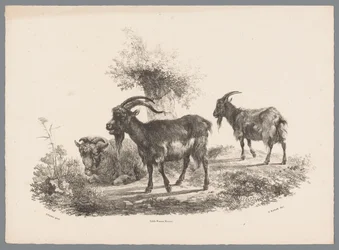 Two Goats and a Sheep by a Tree (Animal Studies by J. Kobell after Paul Potter No. 1 series)