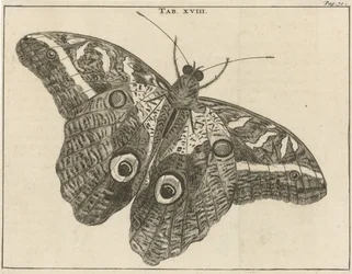 Surinamese Giant Butterfly XVIII