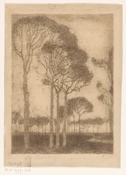 Trees at the Edge of Oranjewoud