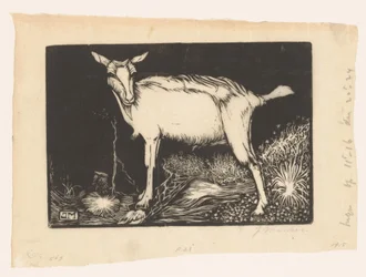 White Goat
