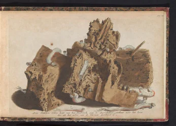 Parts of Pile Work Damaged by Shipworms, 1731