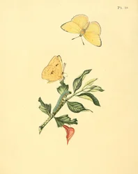 Phoebis sennae (as syn. Papilio hyperici)