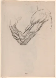 Anatomical Study of the Muscles of a Right Arm