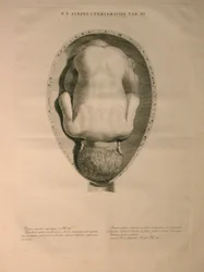 Albinus, Uterus, Pl. III, Illustration from 