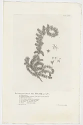 Anthospermum aethiopicum