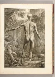Muscle Groups of the Back, 1747 (engraving)