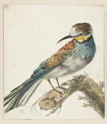 Bee-eater (Merops apiaster)