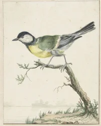 Great Tit