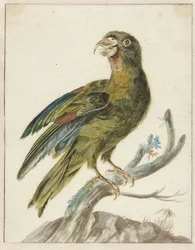 Parakeet