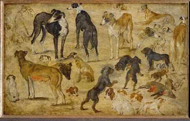 Animal Studies