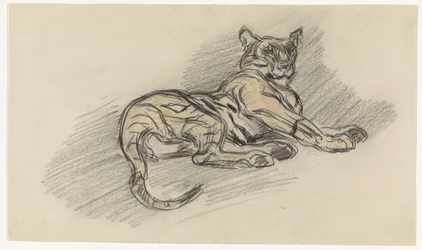 Reclining Tiger, Facing Right