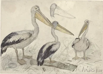 Pelicans in Artis Zoo
