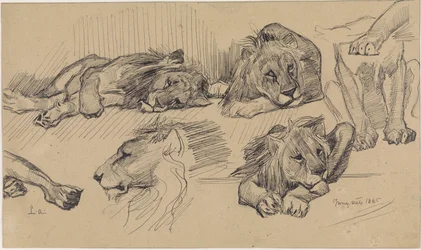 Study Sheet with Lions
