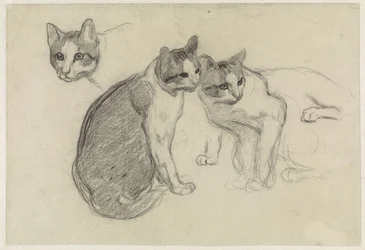 Study Sheet with Cats