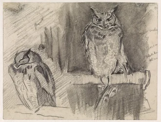 Two Studies of an Owl