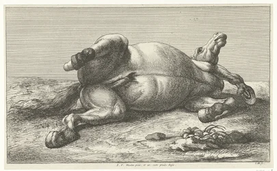 Fallen Horse Lying on Its Left Side