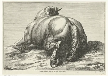 Dead Horse Seen from Behind