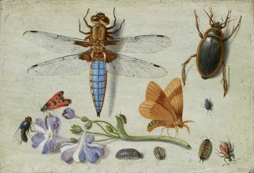 A Cockchafer, Beetle, Woodlice and other Insects, with a Sprig of Auricula, early 1650s