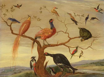 A Concert of Birds