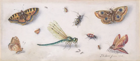 Insects, Butterflies, and a Dragonfly