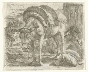 Pack Donkey