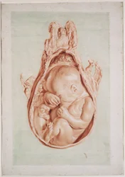 Ms Hunter 658, Plate XII, Drawing for William Hunter