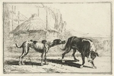 Male and Female Dog (Series: Animals, Zoographiam)