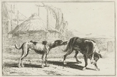 Male and Female Dog