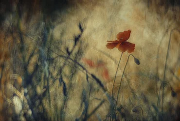 Dreamy Red Poppy