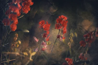Moody Red Sweetpeas