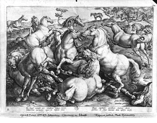 Horses in the Wild