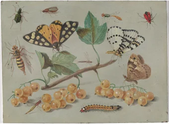 Study of Butterfly and Insects, c.1655