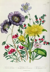 Calandrinia, plate 18 from 