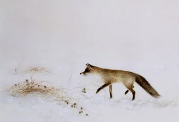 Fox in Snow