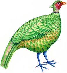 Pheasant