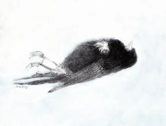 Vulnerability and Death in Winter (Dead Bird by my Stairwell II, c.2019)