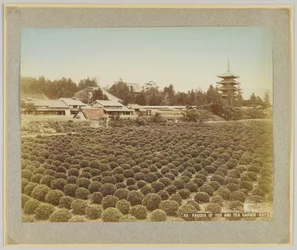 Pagoda of Toji and Tea Garden, Kyoto, Japan