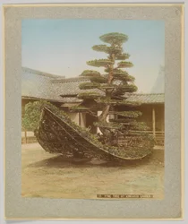 Pine Tree at Kinkakuji Garden, Kyoto, Japan