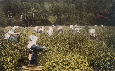 Women Picking Tea, with Male Overseer, 1890s
