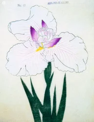 Asa-no-Kasumi, no.43, 1898