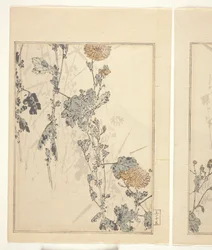 Chrysanthemums