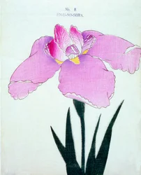 En-U-no-Sora, no.8, 1898